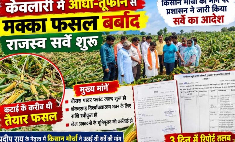 केवलारी में आंधी तूफान से बिछी मक्का फसल का जायजा लेते किसान