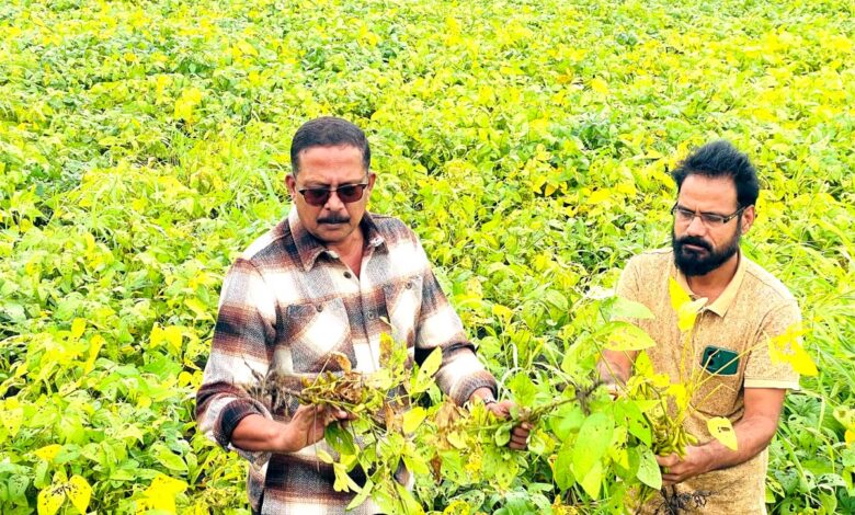 सिवनी में फसल नुकसान का जायजा लेते विधायक दिनेश राय मुनमुन