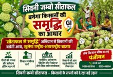 सिवनी जम्बो सीताफल बनेगा किसानों की समृद्धि का आधार, जीआई टैग से राष्ट्रीय-अंतरराष्ट्रीय बाजार की राह होगी आसान | Dainik Yashonnati सिवनी जम्बो सीताफल जीआई टैग किसान