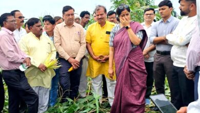 सिवनी में तेज हवा और बारिश से जमीन पर गिरी मक्का की फसल