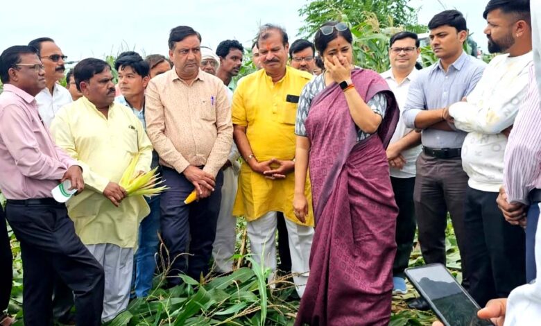 सिवनी में तेज हवा और बारिश से जमीन पर गिरी मक्का की फसल