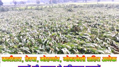 सिवनी में अतिवृष्टि से प्रभावित मक्का की फसल और भाजपा किसान मोर्चा जिलाध्यक्ष प्रदीप राय