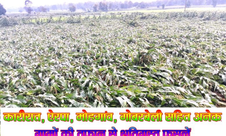 सिवनी में अतिवृष्टि से प्रभावित मक्का की फसल और भाजपा किसान मोर्चा जिलाध्यक्ष प्रदीप राय
