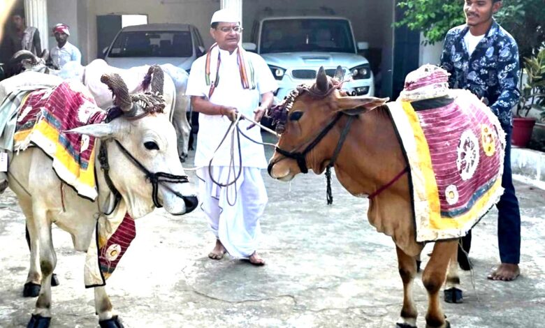 केवलारी विधायक रजनीश सिंह ने बर्रा में श्रद्धा और उत्साह से मनाया पोला पर्व | Dainik Yashonnati पोला पर्व पर बैलों की पूजा करते विधायक रजनीश सिंह