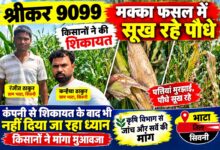 भाटा में श्रीकर 9099 मक्का फसल के सूखते पौधे