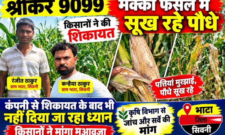 भाटा में श्रीकर 9099 मक्का फसल के सूखते पौधे