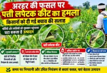 अरहर की फसल पर पत्ती लपेटक कीट का हमला, किसानों को दी गई बचाव की सलाह | Dainik Yashonnati अरहर की फसल में पत्ती लपेटक कीट से प्रभावित पत्तियां