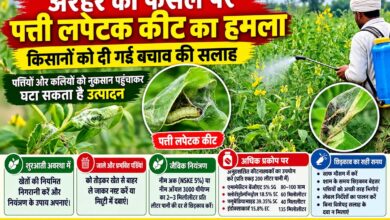 अरहर की फसल में पत्ती लपेटक कीट से प्रभावित पत्तियां