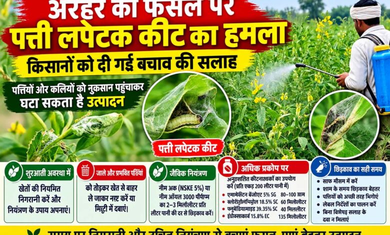 अरहर की फसल में पत्ती लपेटक कीट से प्रभावित पत्तियां