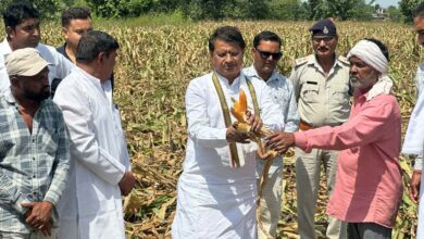 छपारा क्षेत्र में आंधी-बारिश से प्रभावित मक्का की फसल का खेत में निरीक्षण करते विधायक