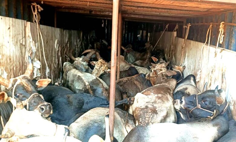 सिवनी में कंटेनर से 70 गौवंश बरामद कर पुलिस ने आरोपी को गिरफ्तार किया