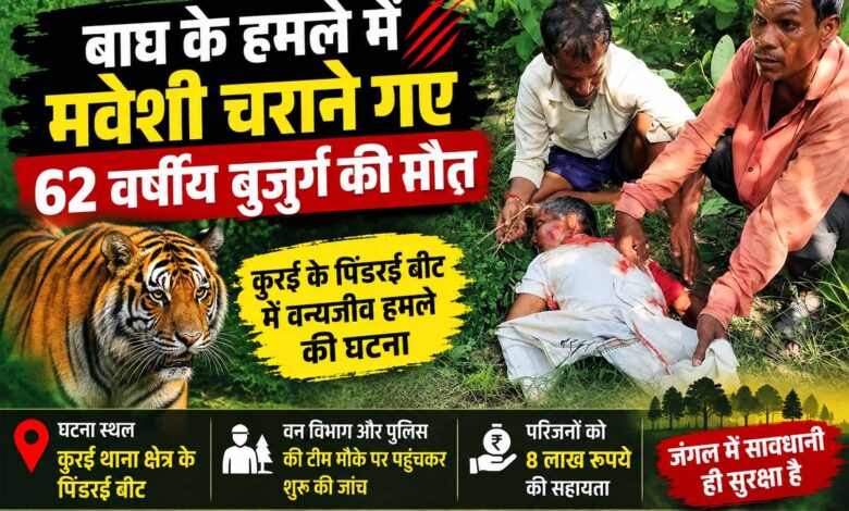 सिवनी के कुरई पिंडरई क्षेत्र में बाघ के हमले की घटना के बाद वन विभाग की जांच